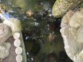 DSCF0083.JPG